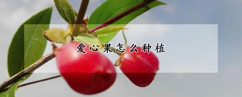 爱心果怎么种植