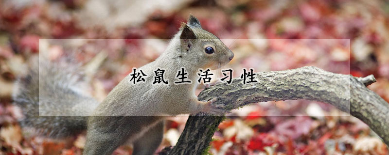松鼠生活习性