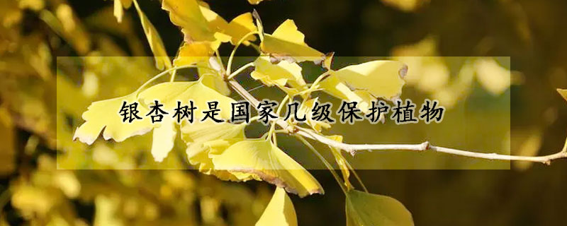 银杏树是国家几级保护植物