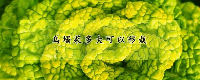 乌塌菜多大可以移栽