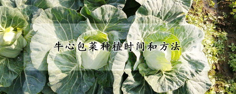 牛心包菜种植时间和方法