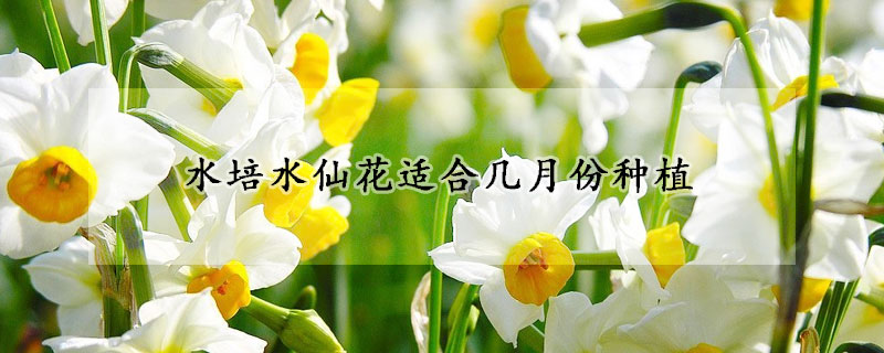 水培水仙花适合几月份种植