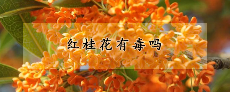 红桂花有毒吗