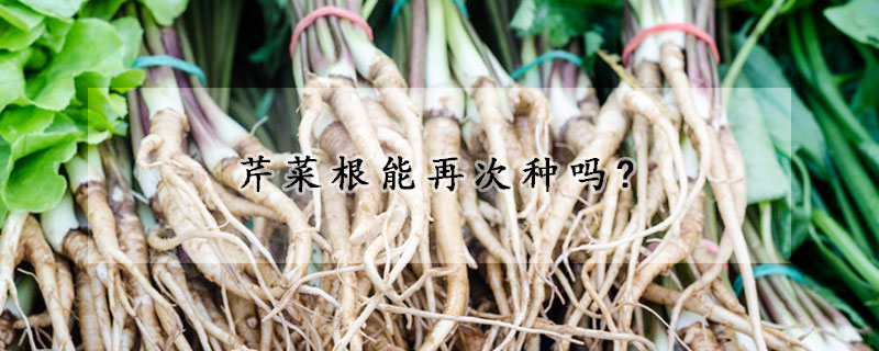 芹菜根能再次种吗?