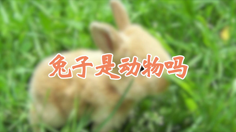 兔子是动物吗
