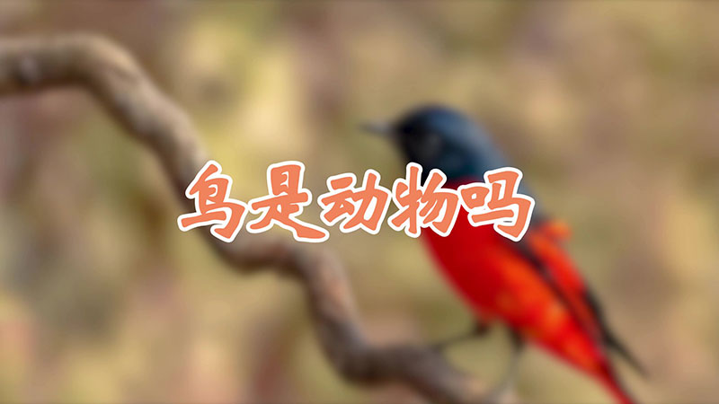 鸟是动物吗