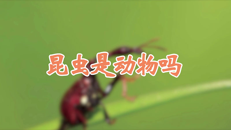 昆虫是动物吗