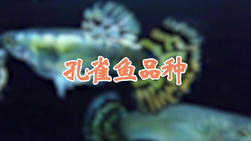 孔雀鱼品种