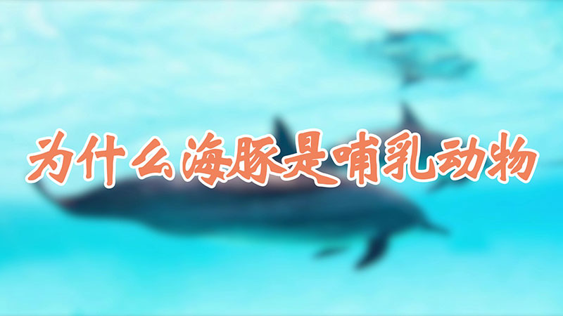 为什么海豚是哺乳动物