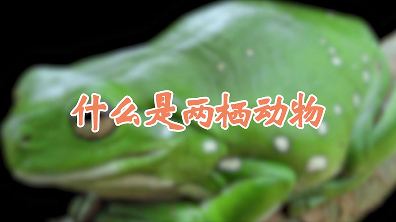 什么是两栖动物