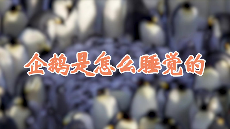 企鹅是怎么睡觉的