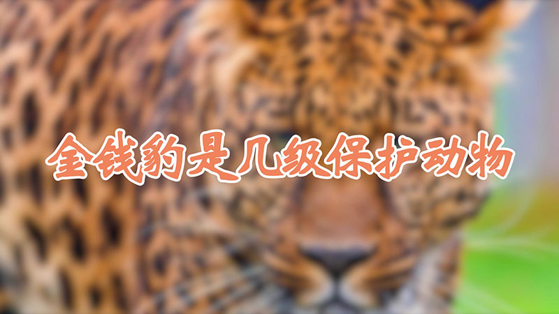 金钱豹是几级保护动物