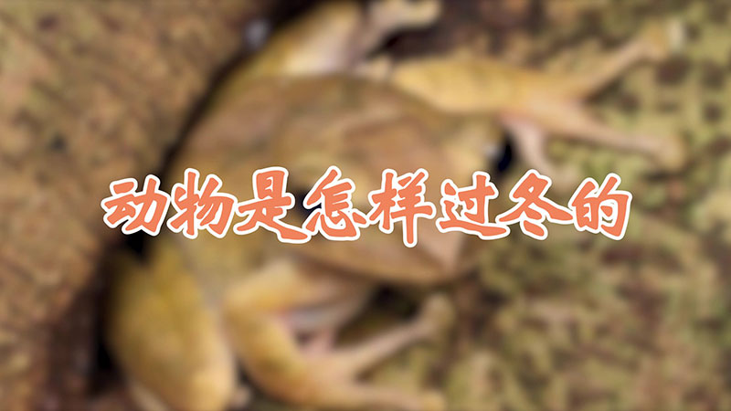 动物是怎样过冬的
