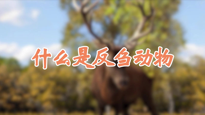 什么是反刍动物