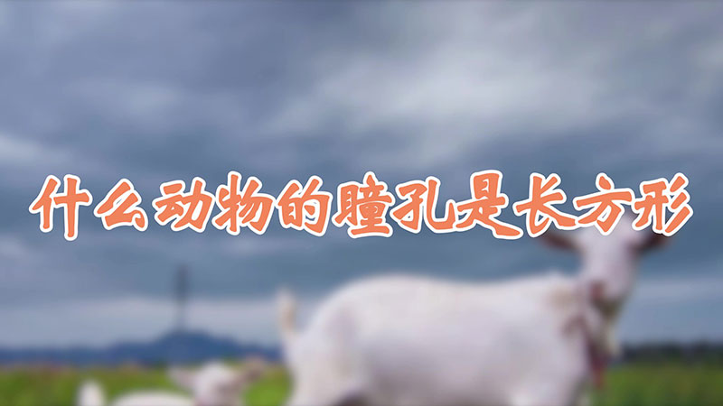 什么动物的瞳孔是长方形