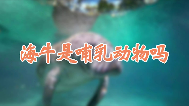 海牛是哺乳动物吗