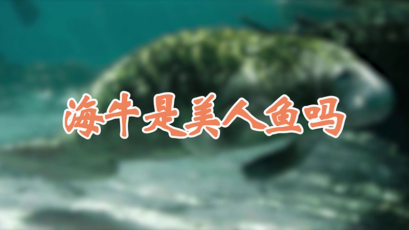 海牛长什么样子