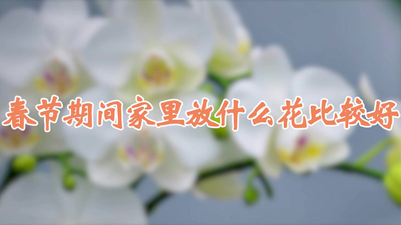 春节期间家里放什么花比较好