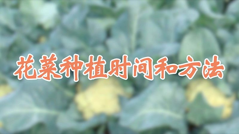 花菜种植时间和方法