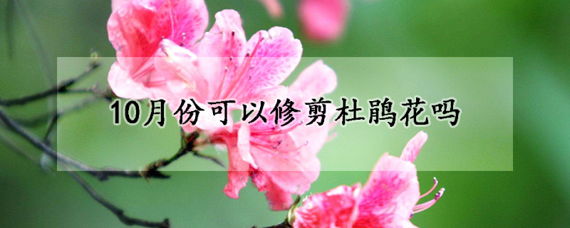 10月份可以修剪杜鹃花吗