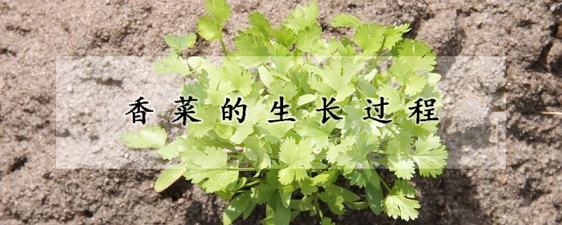 香菜的生长过程