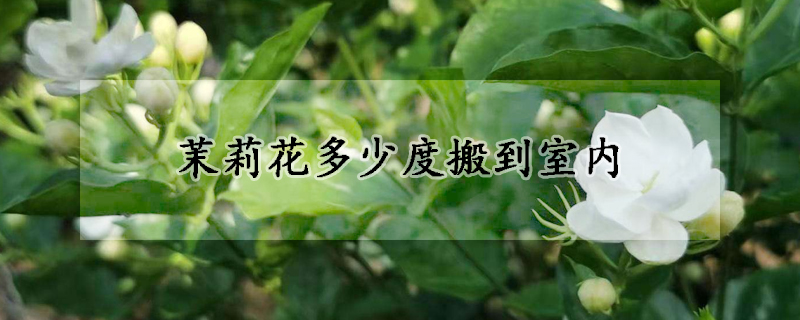 茉莉花多少度搬到室内