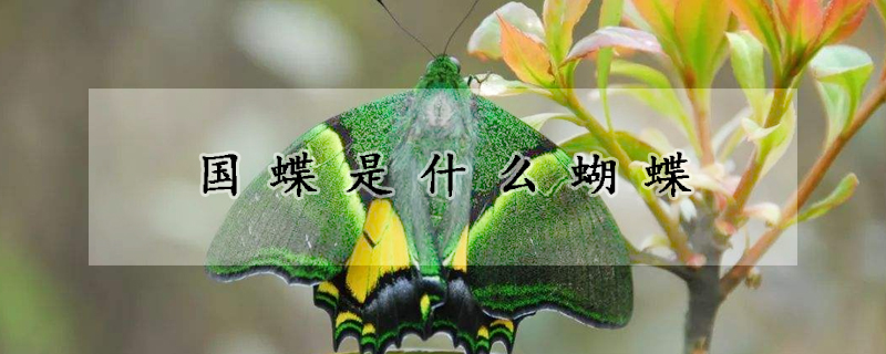 国蝶是什么蝴蝶