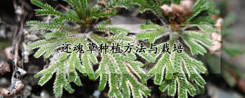 还魂草种植方法与栽培