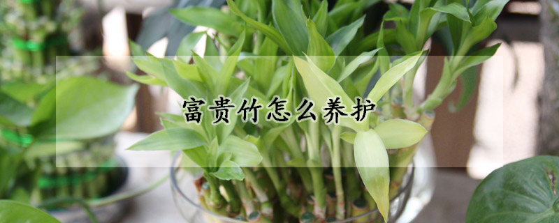 富贵竹怎么养护