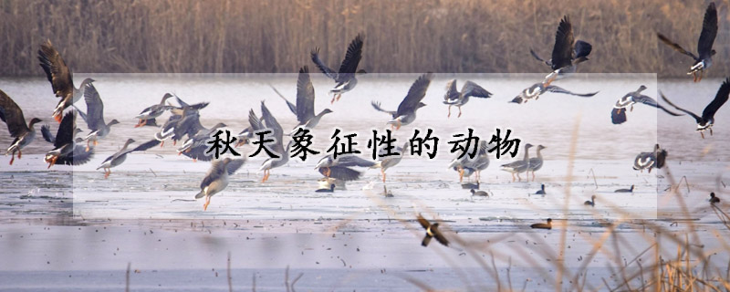 秋天象征性的动物