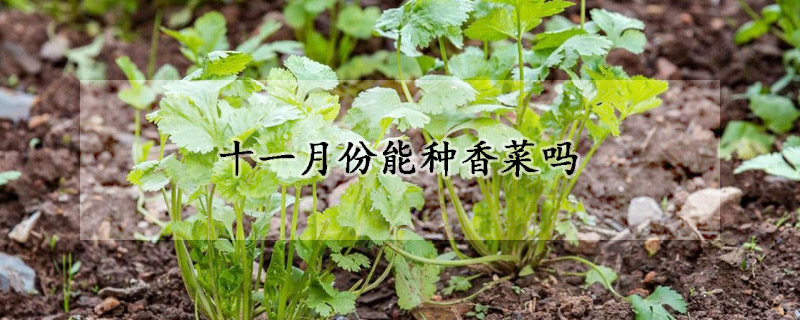 十一月份能种香菜吗