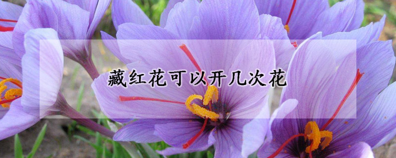 藏红花可以开几次花