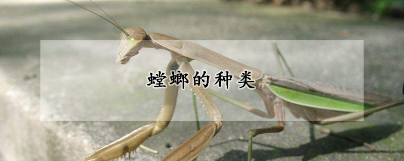 螳螂的种类