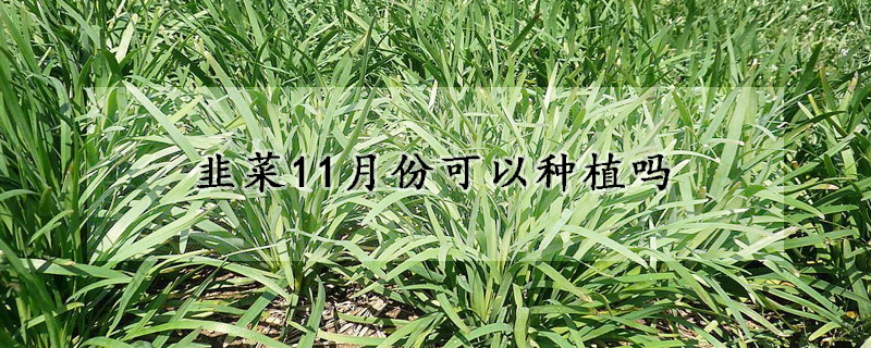 韭菜11月份可以种植吗