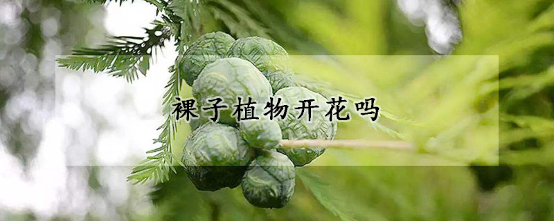 裸子植物开花吗