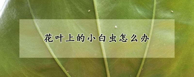 花叶上的小白虫怎么办