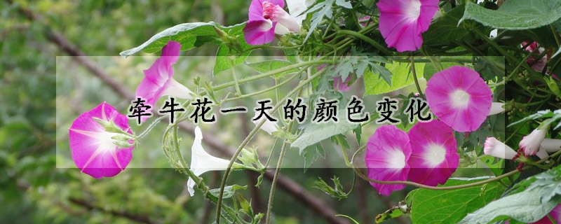 牵牛花一天的颜色变化