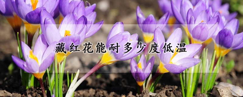 藏红花能耐多少度低温