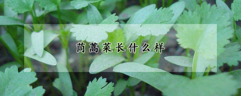 茼蒿菜长什么样