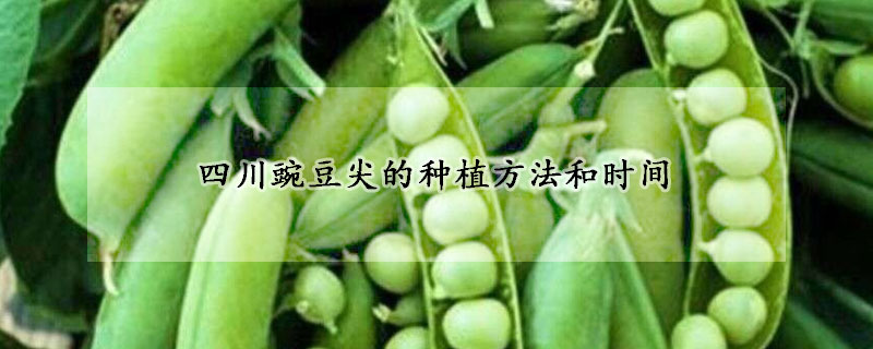 四川豌豆尖的种植方法和时间