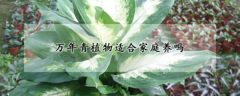 万年青植物适合家庭养吗