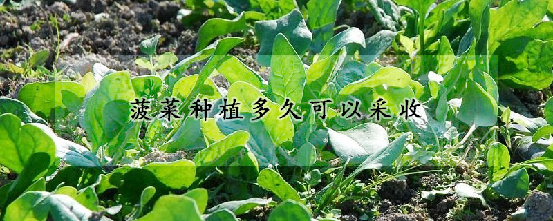 菠菜种植多久可以采收