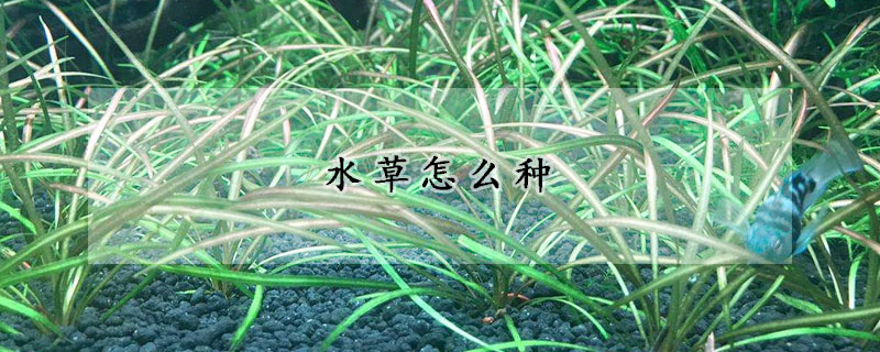 水草怎么种