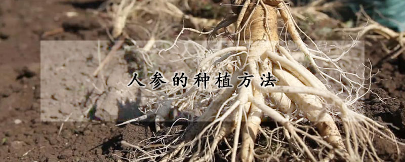 人参的种植方法