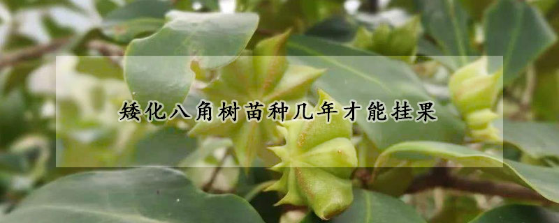 矮化八角树苗种几年才能挂果