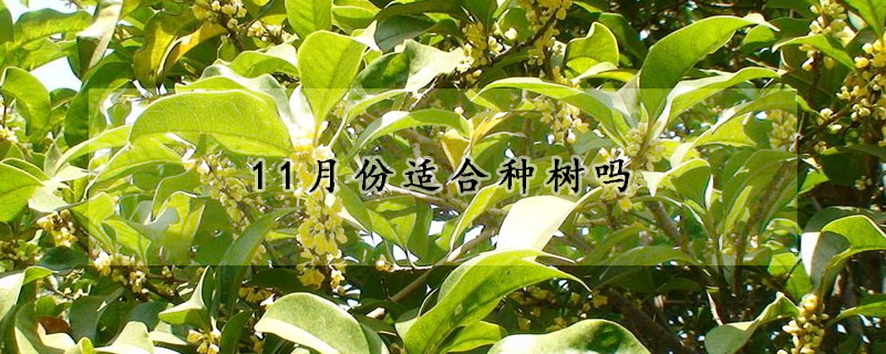 11月份适合种树吗