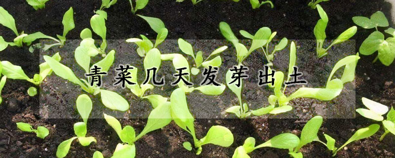 青菜几天发芽出土