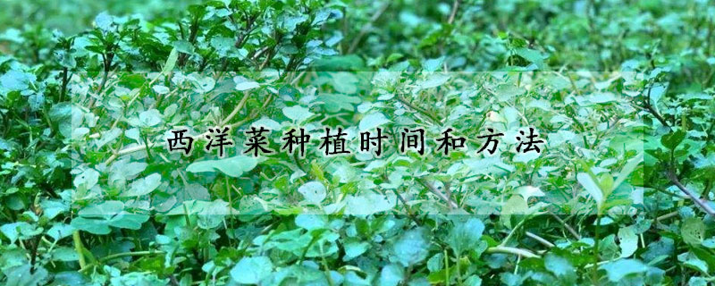 西洋菜种植时间和方法