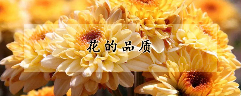 花的品质