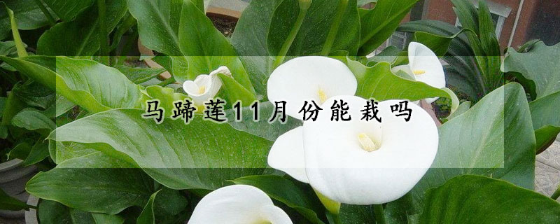 马蹄莲11月份能栽吗